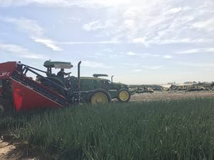 green onion harvest at Agricola El Toro