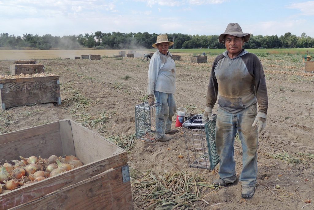 El entrenamiento de EFI alcanza a 30,000 trabajadores agrícolas