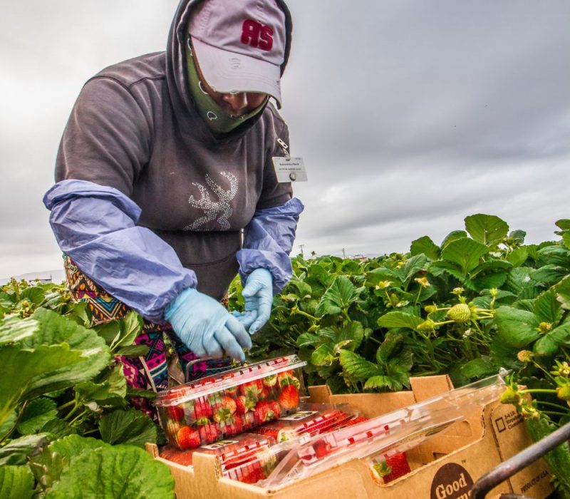 Goodfarms _ Andrew & Williamson _ Farmworker Picking Strawberries _ 2018 _ Santa Maria _ Rancho Buenaventura _ Harvester _ Female Worker .jpg Goodfarms _ Andrew & Williamson _ Farmworker Picking Strawberries _ 2018 _ Santa Maria _ Rancho Buenaventura _ Harvester _ Female Worker .jpg