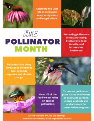 June Pollinator Month infographic highlighting the vital role of pollinators in agriculture, food security, and sustainable food supply chains for the foodservice industry.