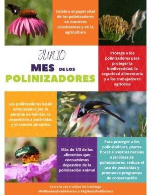Infographic promoting June as Pollinators Month, highlighting the vital role of pollinators in food production, agricultural sustainability, and food security for wholesale food suppliers and distributors.