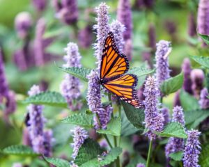 Pollinators are being threatened by habitat loss, pesticide exposure, climate change, and disease are major threats that reduce pollinator populations.