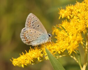 Farms and gardens that plant wildflower strips, hedgerows or leave natural areas help provide nesting and foraging sites for pollinators.