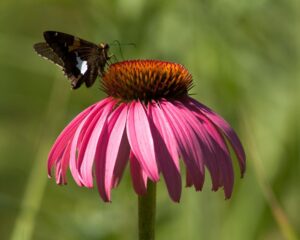 Planting native flowers, avoiding pesticides, and supporting pollinator-friendly farms all make a difference in supporting pollinators.