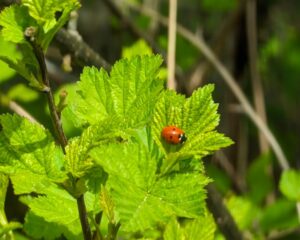 Almonds, apples, avocados, blueberries, melons, pumpkins, and squash are just a few crops that heavily rely on pollinators for yield and quality.