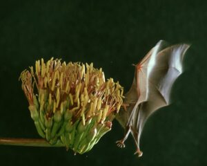 Fewer pollinators can mean lower crop yields, which can lead to higher prices for things like fruits, nuts and vegetables.
