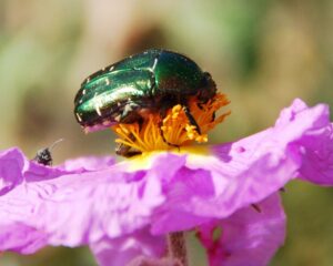 Beetles were the first pollinators on Earth! They’ve been pollinating plants since before bees existed, especially ancient species like magnolias.