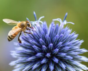 There are over 4,000 species of native bees in North America, including the bumblebees, mason bees, and leafcutter bees, that are excellent pollinators, often more efficient than honey bees for certain crops.³
