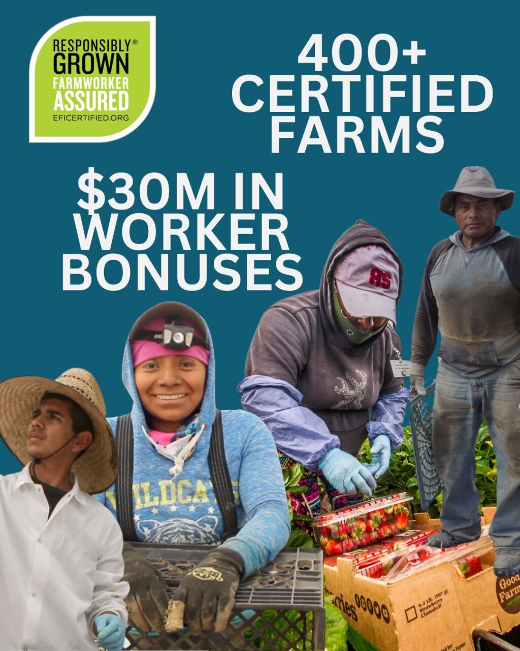 Agricultural workers harvesting produce at certified farms offering $30M in worker bonuses and farmworker assurance standards.
