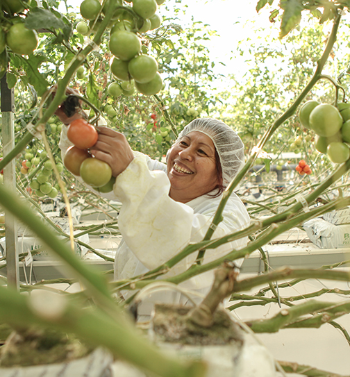 smily farmworker woman picking tomatoes from a tomato plant